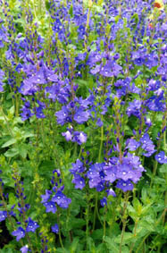 Veronica austriaca ssp teucrium